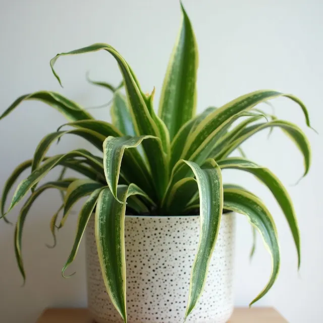 Fix Brown Tips With Proper Watering And Light image 1