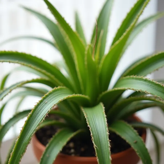 Causes of Brown Tips on Spider Plants image 1
