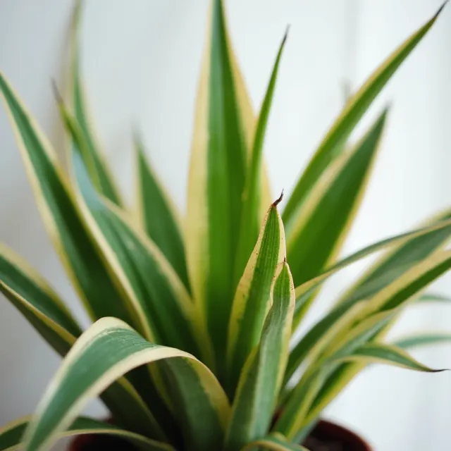 Primary Causes of Brown Tips on Spider Plants image 1