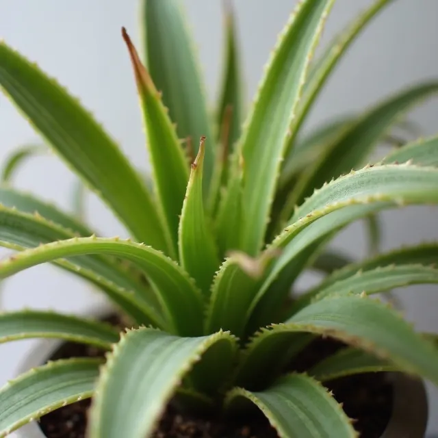 Spider Plant Turning Brown Tips & Common Leave Issues image 1