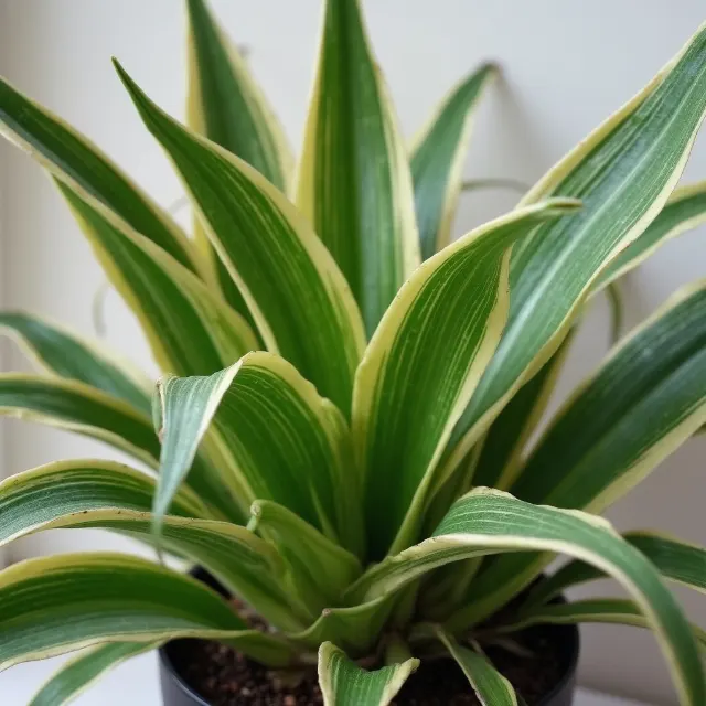 Causes of Brown Tips on Spider Plant Leaves image 1